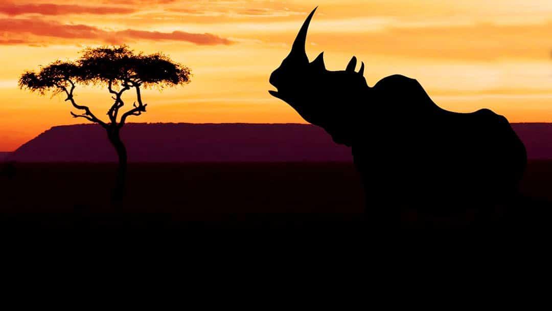 poster Khu Bảo Tồn Ol Pejeta Châu Phi (Phần 2) Ol Pejeta Diaries