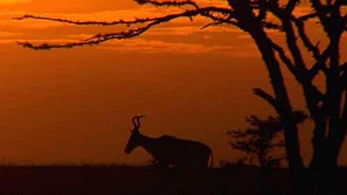 poster Khu Bảo Tồn Ol Pejeta Châu Phi (Phần 3) Ol Pejeta Diaries