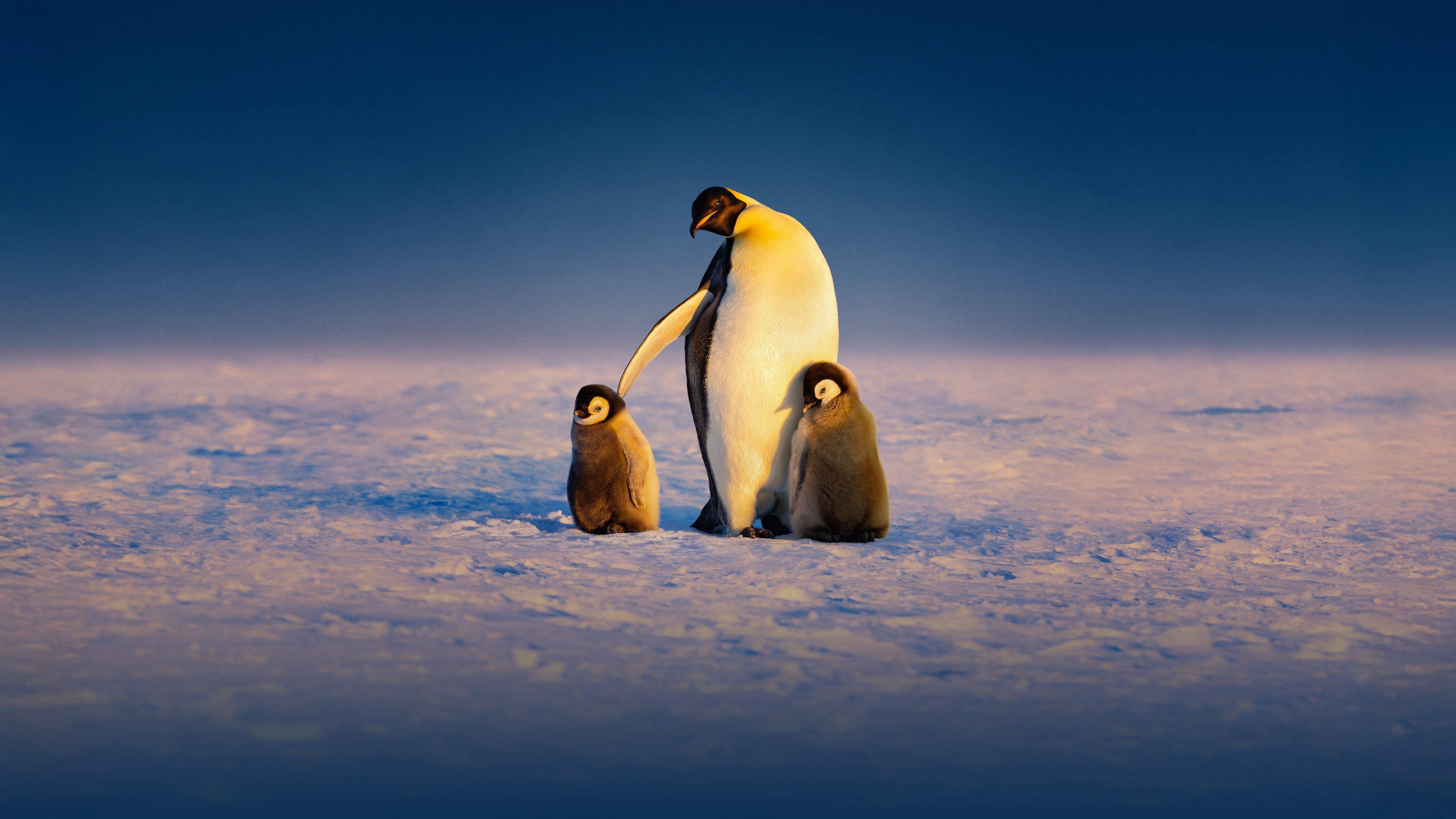 poster Secrets of the Penguins Secrets of the Penguins